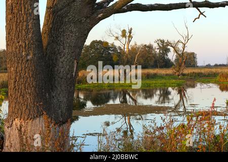 Oxbow Lake, Lower oder Valley National Park, DE Stockfoto