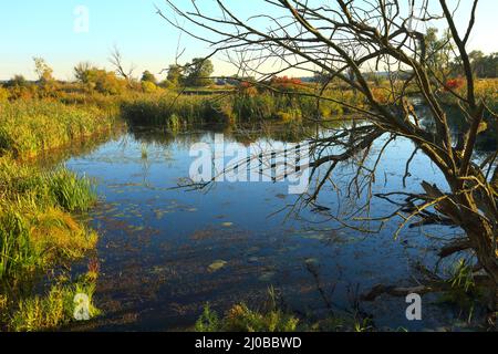 Oxbow Lake, Lower oder Valley National Park, DE Stockfoto