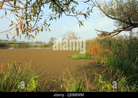 Oxbow Lake, Lower oder Valley National Park, DE Stockfoto