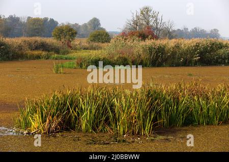 Oxbow Lake, Lower oder Valley National Park, DE Stockfoto