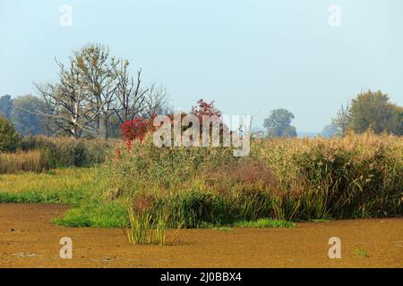 Oxbow Lake, Lower oder Valley National Park, DE Stockfoto