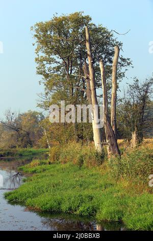 Oxbow Lake, Lower oder Valley National Park, DE Stockfoto