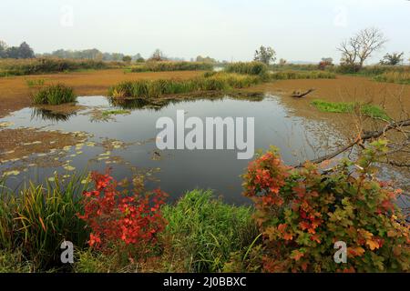 Oxbow Lake, Lower oder Valley National Park, DE Stockfoto