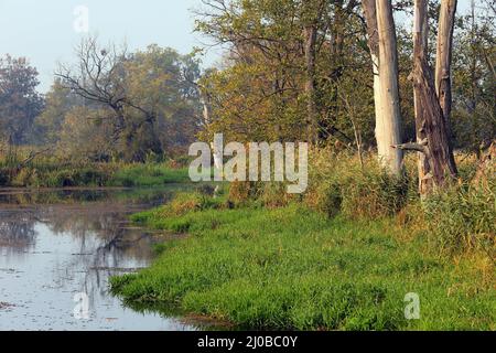 Oxbow Lake, Lower oder Valley National Park, DE Stockfoto