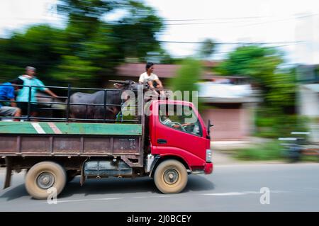 Büffel auf einem Pick-up in Bewegung entlang der Straße fahren Stockfoto