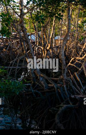 Getrocknete Wurzeln und Lianen eines Baumes im Schlamm Stockfoto