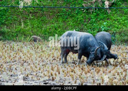 Zwei Carabao Büffel kämpfen im Schlamm auf einem Feld von Tana Toraja Stockfoto