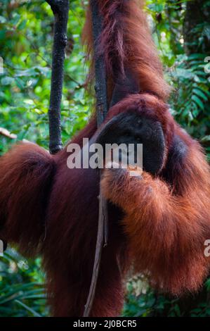 Alpha Male Orang Utan hängt an einem Baum in den Dschungel, Indonesien Stockfoto