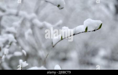 Peking, China. 18. März 2022. Am 18. März 2022, als es warm und kalt war, gab es in Peking im März Schnee. Die Zweige der Straßen waren mit Schnee bedeckt, und es war weiß. Kredit: ZUMA Press, Inc./Alamy Live Nachrichten Stockfoto