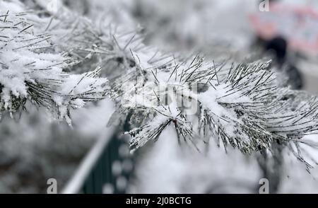 Peking, China. 18. März 2022. Am 18. März 2022, als es warm und kalt war, gab es in Peking im März Schnee. Die Zweige der Straßen waren mit Schnee bedeckt, und es war weiß. Kredit: ZUMA Press, Inc./Alamy Live Nachrichten Stockfoto