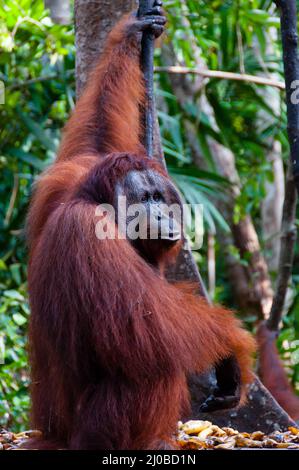 Orang Utan Alpha Männchen hängt an einem Baum in den Dschungel, Indonesien Stockfoto