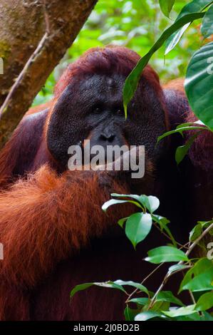 Alpha Männchen Orang-Utan Essen Porträt vorne Stockfoto