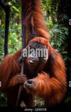 Alpha Male Orang Utan hängt an einem Baum in den Dschungel, Indonesien Stockfoto