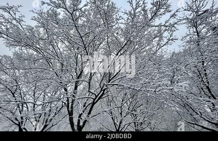 Peking, China. 18. März 2022. Am 18. März 2022, als es warm und kalt war, gab es in Peking im März Schnee. Die Zweige der Straßen waren mit Schnee bedeckt, und es war weiß. Kredit: ZUMA Press, Inc./Alamy Live Nachrichten Stockfoto