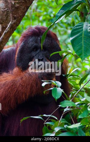 Alpha Männchen Orang-Utan Essen Porträt vorne Stockfoto