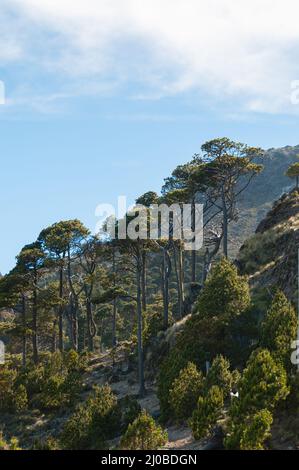 Sehr große und dünne Bäume am Hang des größten Berg Tajamulco in Guatemala Stockfoto