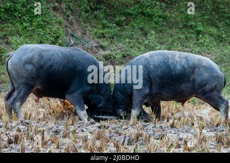 Zwei Carabao Büffel kämpfen im Schlamm auf einem Feld von Tana Toraja Stockfoto