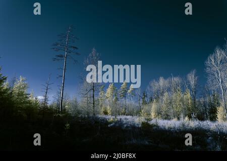 Infrarot-Landschaft mit 720 nm, strahlend weißer Vegetation, surrealen Wäldern und sanften Hügeln in Falschfarbenfotografie, traumhafte Naturszene Stockfoto