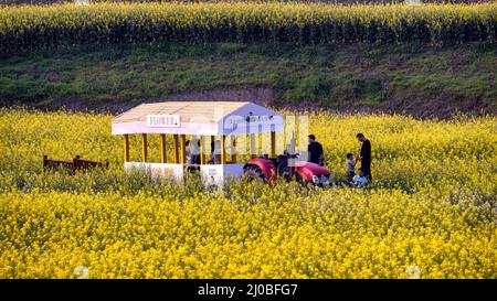 China. 18. März 2022. 18. März 2022, China: Am 17. März 2022 in Jiangjin, Chongqing, Frühling im März. Das Marschgras wächst und der Waldsänger fliegt im Frühjahr. Verpassen Sie nicht den Frühling. Die Kälte des Winters hat langsam nachgelassen, und alle Dinge erwachen leise in allen Ecken der Welt und zeigen ihre Schönheit und bezaubernd nach ihrem Willen. ''Ich habe keinen Spaß im Frühling, aber ich fürchte, es ist ein Narr.'' Die Epidemie hindert die Menschen daran, aus dem Hotel zu gehen, aber sie kann den Frühling nicht stoppen. Es ist wieder die Zeit der blühenden Blumen, und die duftenden Felder auf dem Land offenbaren eine Menge Vitalität Stockfoto