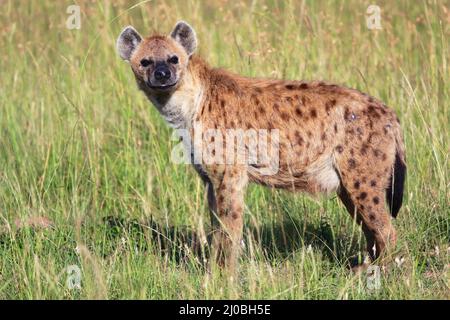 Junggesichtet Hyäne im masai mara Nationalpark kenia afrika Stockfoto