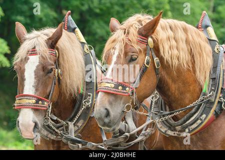 Die Köpfe zweier brauner Pferde in Harnessen mit blonden Mähne nebeneinander Stockfoto