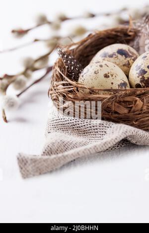 Wachteleier in einem Nest mit Federn auf einem hellen Hintergrund für Ostern Stockfoto