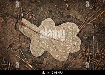 Opashy Eichenblatt mit Tau Tropfen auf dem Boden liegen Stockfoto