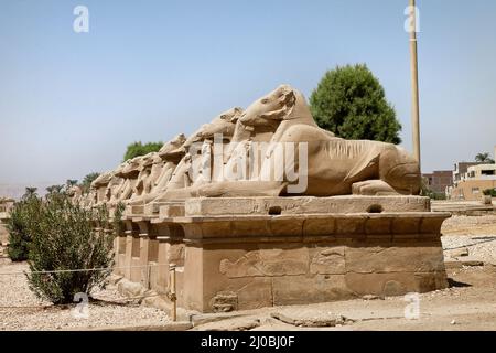 Gasse von Sphinxen mit Widderkopf im Karnak-Tempel Stockfoto