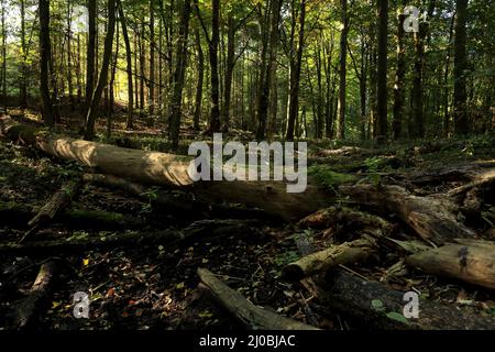 Buchenwald, Lower oder Valley National Park, DE Stockfoto