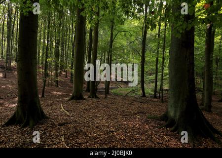 Weltkulturerbe Grumsiner Wald, Brandenburg, DE Stockfoto