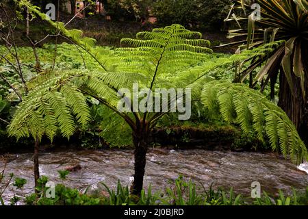 Cyathea cooperi, australischer Baumfarn, Sao miguel, Azoren Stockfoto