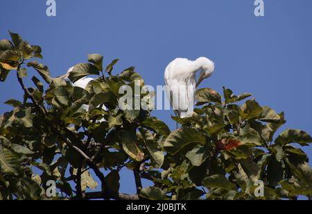 reiher auf einem Ast sitzend Stockfoto