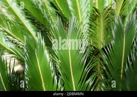 Palmenblätter wachsen im Garten. Stockfoto