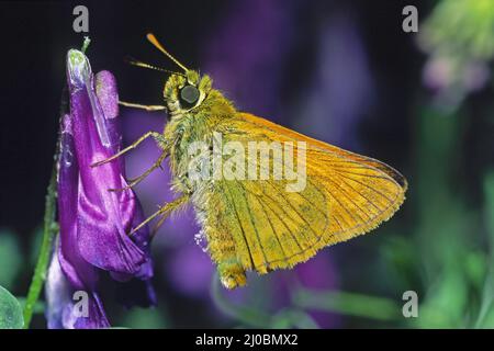 Exemplar eines Schmetterlingskippers, Thymelicus sylvestris, Hesperiidae Stockfoto