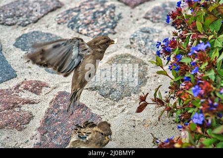 Sperling in berlin, hier ist er noch in großer Zahl zu finden. Seine Populationen sind weltweit rückläufig, meist in größeren Gruppen Stockfoto