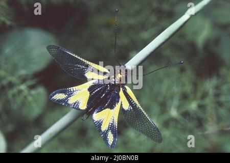 Männliches Exemplar von Eulensaufel, Libelloides coccajus, Ascalaphidae Stockfoto