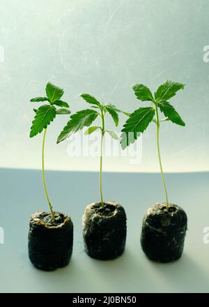 Cannabissamen, beginnend mit Kokokospaletten. Marihuanaanbau. Baby Hanf Nahaufnahme. Stockfoto