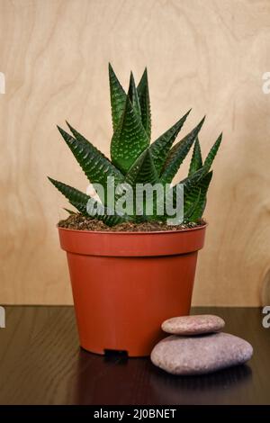 Grüne Haworthia limifolia Pflanze in einem Topf mit Steinen als Dekoration im Innenbereich, Holz im Hintergrund Stockfoto