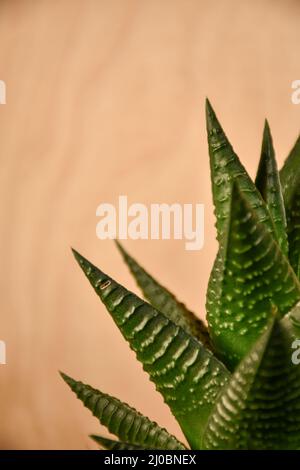 Tapete einer Nahaufnahme einer grünen Haworthia limifolia Pflanze im Innenbereich mit Holz im Hintergrund Stockfoto