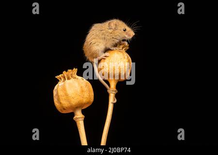 Eine weibliche Harvest Mouse (Micromys minutus), die auf den getrockneten Samenköpfen eines Mohns sitzt Stockfoto