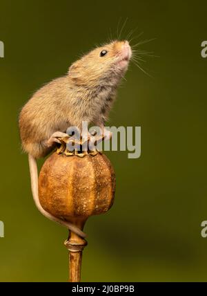 Eine weibliche Harvest Mouse (Micromys minutus), die auf den getrockneten Samenköpfen eines Mohns sitzt Stockfoto