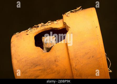 Eine weibliche Harvest Mouse (Micromys minutus), die ihren Kopf aus einem zerbrochenen Blumentopf knallte Stockfoto