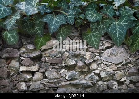 Hintergrund Wand aus einem großen Stein mit grünem Efeu an der Spitze Stockfoto