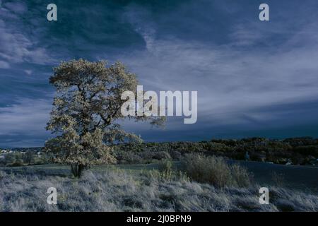 Infrarot-Landschaft mit 720 nm, strahlend weißer Vegetation, surrealen Wäldern und sanften Hügeln in Falschfarbenfotografie, traumhafte Naturszene Stockfoto
