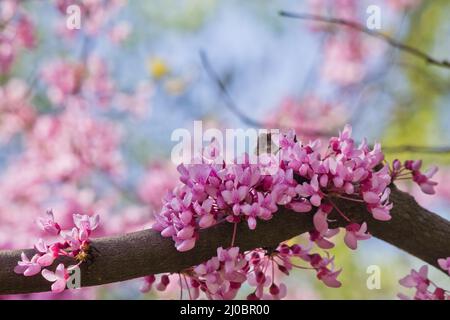 Verschwommener Hintergrund mit rosa Tsertsis Blumen Nahaufnahme Stockfoto