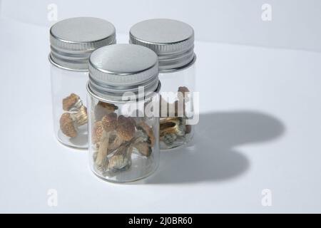 Psilocybin psychedelische Zauberpilze im Glas auf weißem Hintergrund. Psilocybe schäumet den Goldenen Lehrer Stockfoto