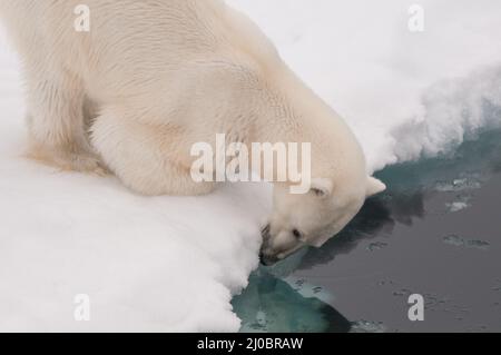 Ein Eisbär steht unter dem Meereis und prüft auf Robben, am gefrorenen Arktischen Ozean zwischen Franz-Josef-Land und dem Nordpol Stockfoto