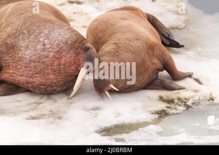 Ein männlicher und weiblicher Walross flatschen sich liebevoll auf dem Meereis im Franz-Josef-Land, Russland Stockfoto