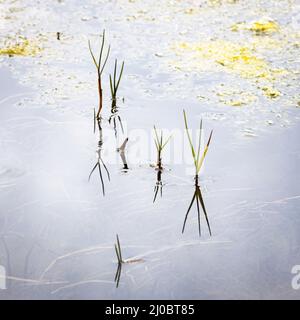 Eine Nahaufnahme der Plantage in einem Teich mit Reflexionen Stockfoto