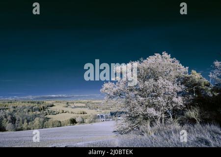 Infrarot-Landschaft mit 720 nm, strahlend weißer Vegetation, surrealen Wäldern und sanften Hügeln in Falschfarbenfotografie, traumhafte Naturszene Stockfoto